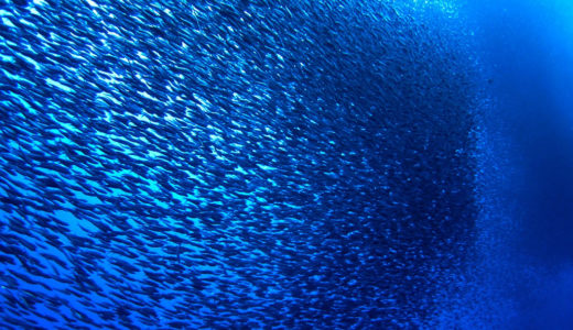 OLVEA Fish Oils - Sardines dans la mer