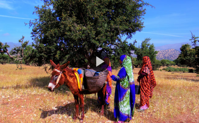 OLVEA Morocco – Filière durable de production d’huile d’Argan OLVEA Morocco - Filière durable de production d'huile d'Argan