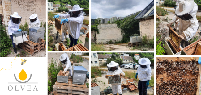Les abeilles sont là ! Abeilles / Bees